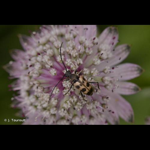 <i>Pachytodes cerambyciformis</i> (Schrank, 1781) © J. Touroult