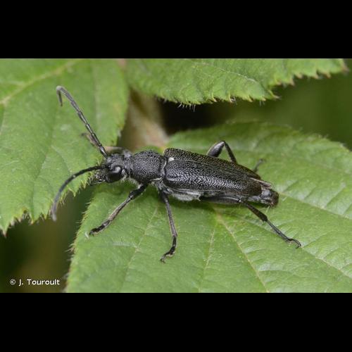 <i>Stictoleptura scutellata</i> (Fabricius, 1781) © J. Touroult