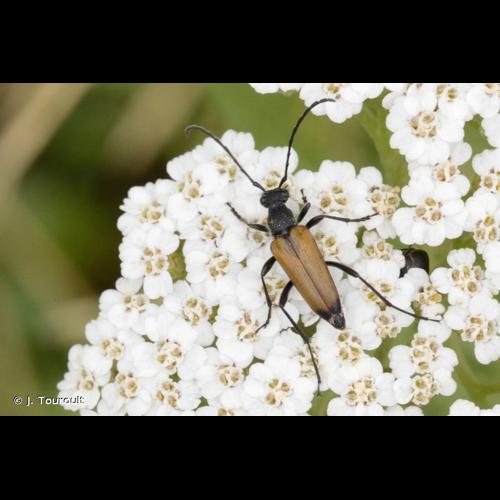 <i>Anastrangalia sanguinolenta</i> (Linnaeus, 1761) © J. Touroult