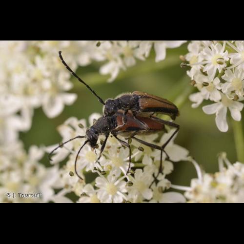 <i>Anastrangalia dubia</i> (Scopoli, 1763) &copy; J. Touroult