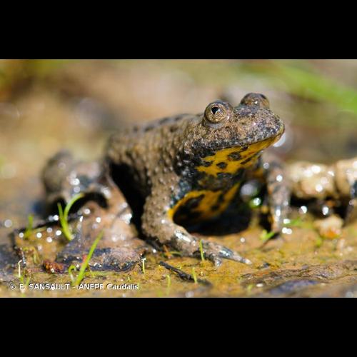 <i>Bombina variegata</i> (Linnaeus, 1758) © E. SANSAULT - ANEPE Caudalis