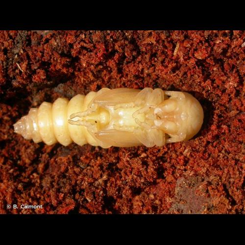 <i>Spondylis buprestoides</i> (Linnaeus, 1758) © B. Calmont