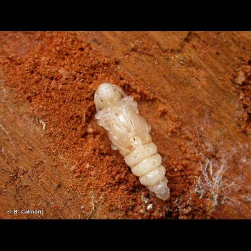 <i>Asemum striatum</i> (Linnaeus, 1758) © B. Calmont