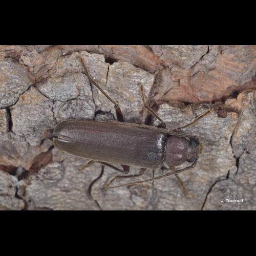 <i>Arhopalus rusticus</i> (Linnaeus, 1758) © J. Touroult