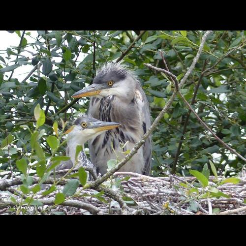 <i>Ardea cinerea</i> Linnaeus, 1758 © C. Fournier