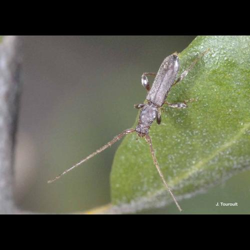 <i>Gracilia minuta</i> (Fabricius, 1781) &copy; J. Touroult