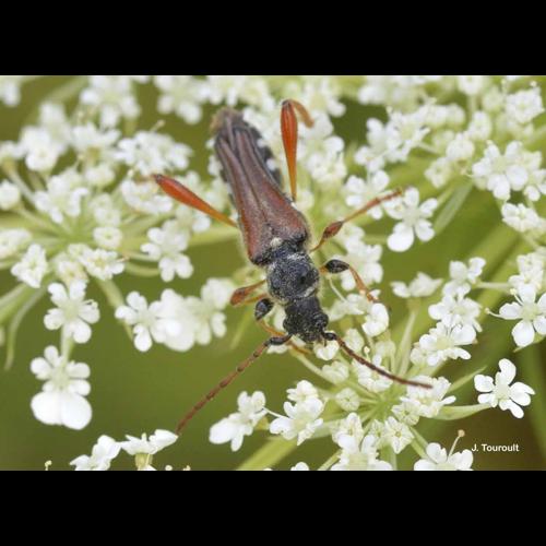 <i>Stenopterus rufus</i> (Linnaeus, 1767) &copy; J. Touroult