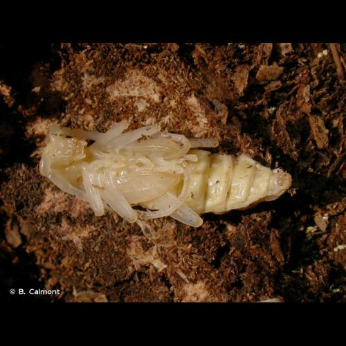 <i>Cerambyx cerdo</i> Linnaeus, 1758 © B. Calmont