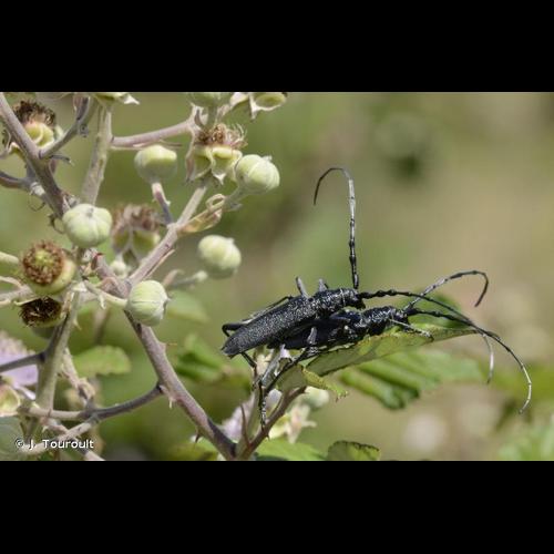 <i>Cerambyx scopolii</i> Fuessly, 1775 © J. Touroult