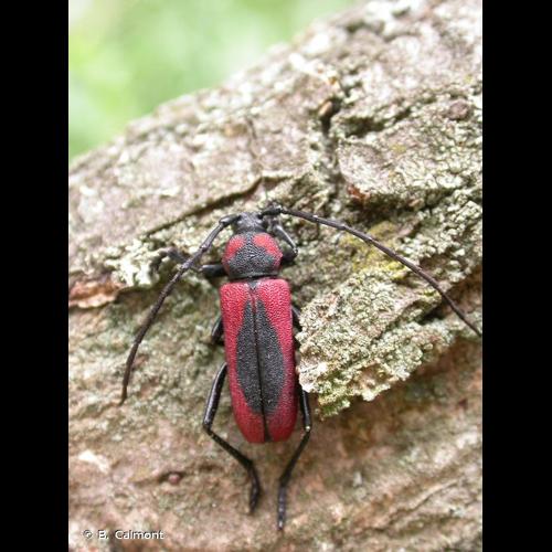 <i>Purpuricenus globulicollis</i> Dejean, 1839 &copy; B. Calmont