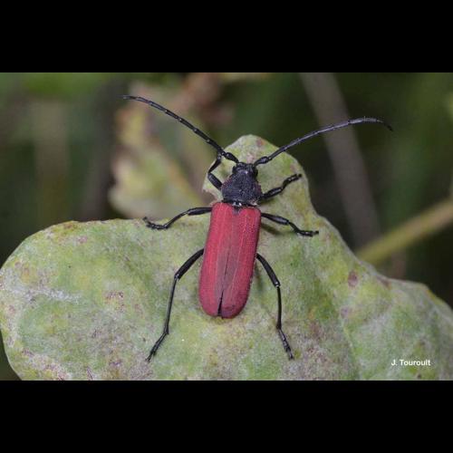 <i>Purpuricenus kaehleri</i> (Linnaeus, 1758) © J. Touroult