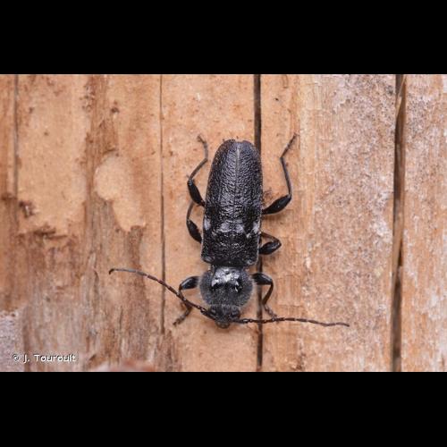 <i>Hylotrupes bajulus</i> (Linnaeus, 1758) © J. Touroult