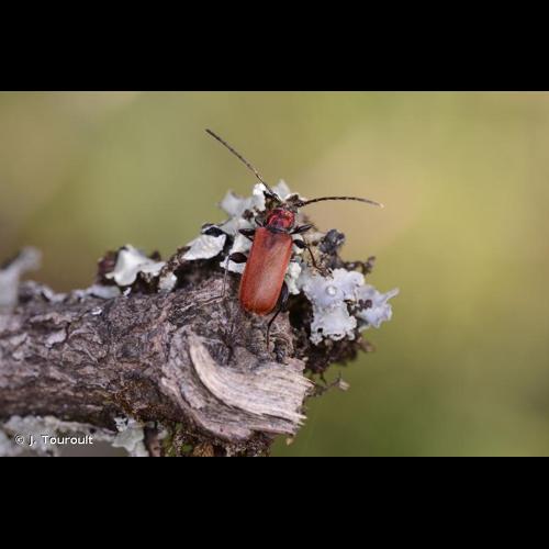 <i>Pyrrhidium sanguineum</i> (Linnaeus, 1758) © J. Touroult