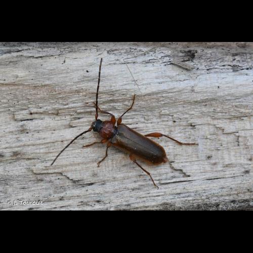 <i>Phymatodes testaceus</i> (Linnaeus, 1758) &copy; J. Touroult