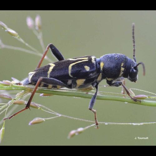 <i>Xylotrechus antilope</i> (Schönherr, 1817) &copy; J. Touroult