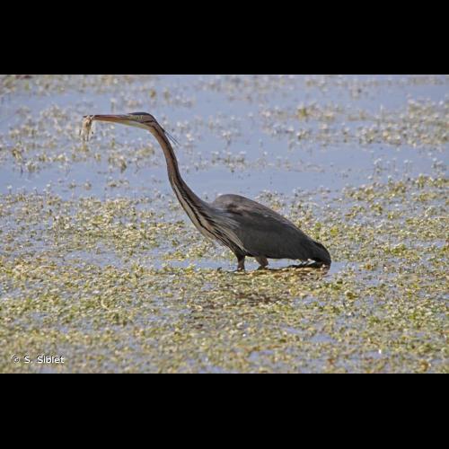 <i>Ardea purpurea</i> Linnaeus, 1766 &copy; S. Siblet