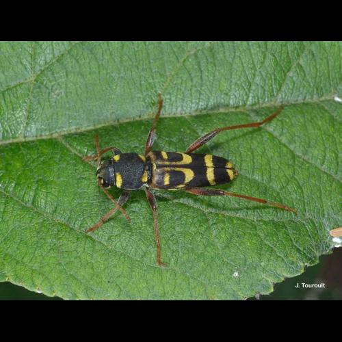 <i>Xylotrechus arvicola</i> (Olivier, 1800) &copy; J. Touroult