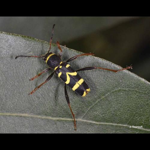 <i>Clytus arietis</i> (Linnaeus, 1758) © J. Touroult