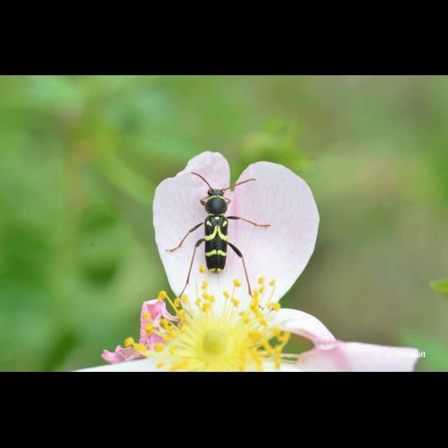 <i>Clytus rhamni</i> Germar, 1817 &copy; J. Touroult