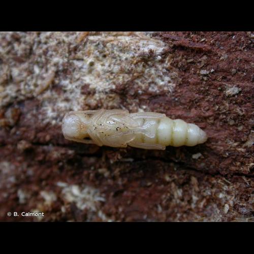 <i>Clytus tropicus</i> (Panzer, 1795) &copy; B. Calmont