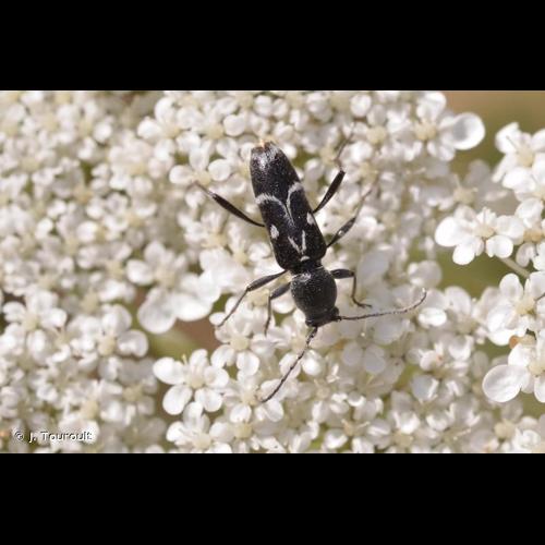 <i>Chlorophorus sartor</i> (Müller, 1766) &copy; J. Touroult