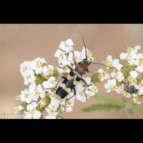<i>Chlorophorus trifasciatus</i> (Fabricius, 1781) &copy; J. Touroult