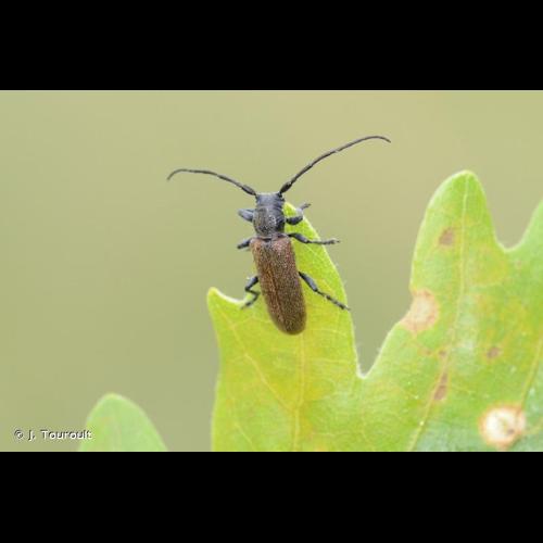 <i>Anaesthetis testacea</i> (Fabricius, 1781) © J. Touroult