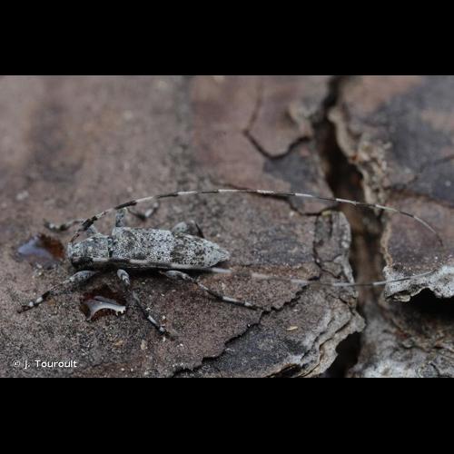 <i>Acanthocinus griseus</i> (Fabricius, 1792) &copy; J. Touroult