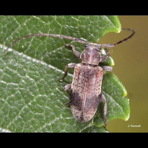 <i>Exocentrus punctipennis</i> Mulsant & Guillebeau, 1856 &copy; J. Touroult