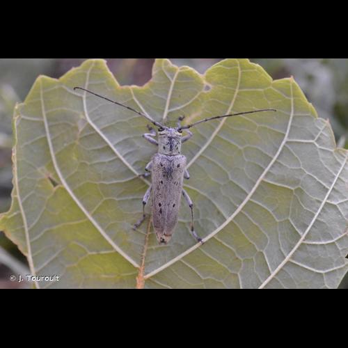 <i>Saperda octopunctata</i> (Scopoli, 1772) © J. Touroult