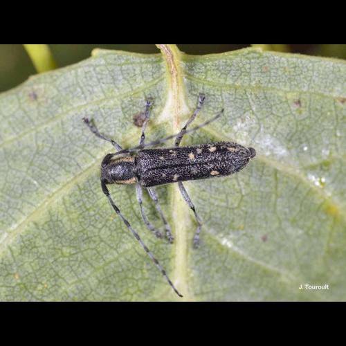 <i>Saperda populnea</i> (Linnaeus, 1758) © J. Touroult