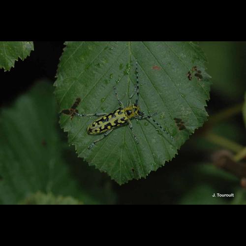 <i>Saperda scalaris</i> (Linnaeus, 1758) © J. Touroult