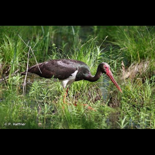 <i>Ciconia nigra</i> (Linnaeus, 1758) © P. Haffner