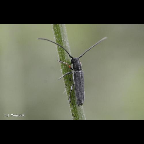 <i>Phytoecia cylindrica</i> (Linnaeus, 1758) &copy; J. Touroult