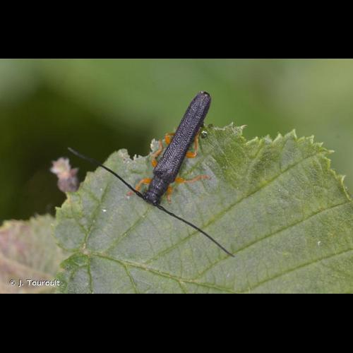 <i>Oberea linearis</i> (Linnaeus, 1758) &copy; J. Touroult