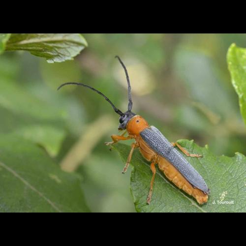 <i>Oberea oculata</i> (Linnaeus, 1758) &copy; J. Touroult