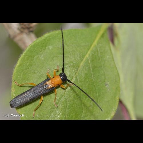 <i>Oberea pupillata</i> (Gyllenhal, 1817) &copy; J. Touroult