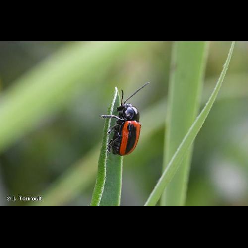 <i>Cryptocephalus bipunctatus</i> (Linnaeus, 1758) © J. Touroult