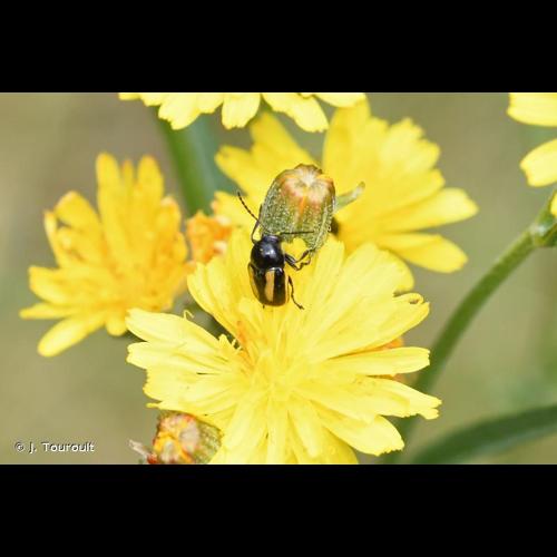 <i>Cryptocephalus vittatus</i> Fabricius, 1775 © J. Touroult