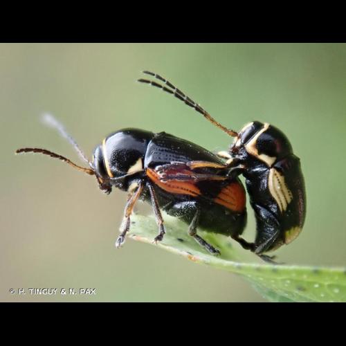 <i>Cryptocephalus moraei</i> (Linnaeus, 1758) © H. TINGUY & N. PAX