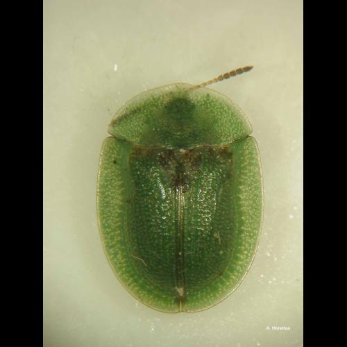 <i>Cassida viridis</i> Linnaeus, 1758 © A. Horellou