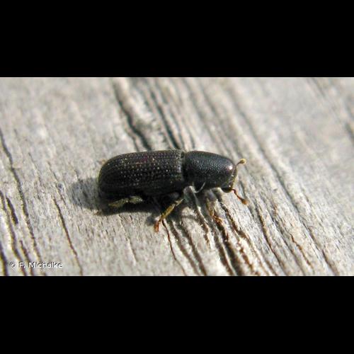 <i>Hylastes ater</i> (Paykull, 1800) © F. Michalke