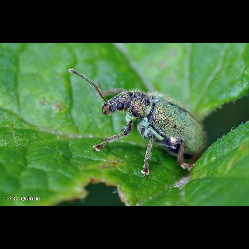 <i>Phyllobius betulinus</i> (Bechstein & Scharfenberg, 1805) © C. Quintin