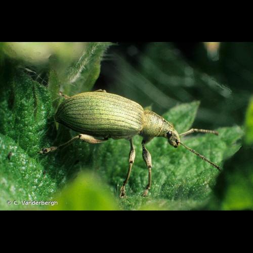 <i>Phyllobius pomaceus</i> Gyllenhal, 1834 © C. Vanderbergh