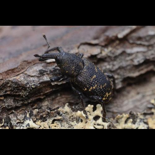<i>Hylobius abietis</i> (Linnaeus, 1758) © J. Touroult