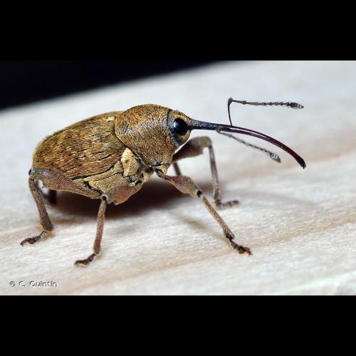 <i>Curculio nucum</i> Linnaeus, 1758 © C. Quintin