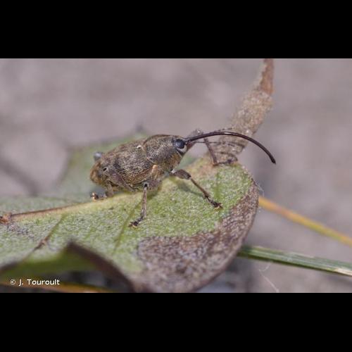 <i>Curculio glandium</i> Marsham, 1802 © J. Touroult