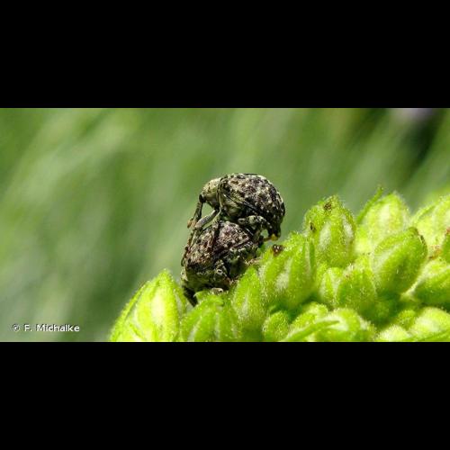 <i>Cionus hortulanus</i> (Geoffroy <i>in</i> Fourcroy, 1785) © F. Michalke