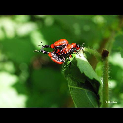 <i>Apoderus coryli</i> (Linnaeus, 1758) © A. Horellou