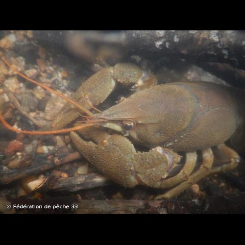 <i>Austropotamobius pallipes</i> (Lereboullet, 1858) © Fédération de pêche 33
